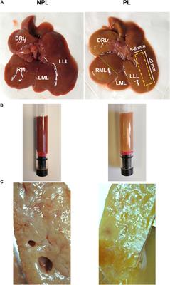 Effect of Post-mortem Interval and Perfusion on the Biophysical Properties of ex vivo Liver Tissue Investigated Longitudinally by MRE and DWI